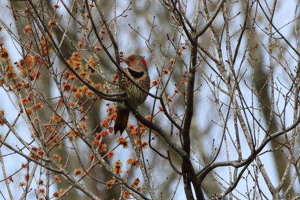 Yellow-shafted Northern Flicker