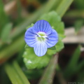 Field Speedwell