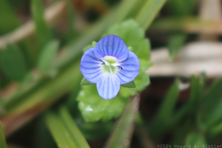 Field Speedwell
