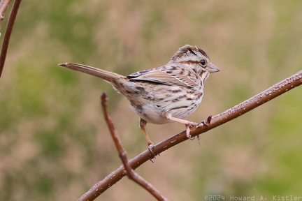 Eastern Song Sparrow