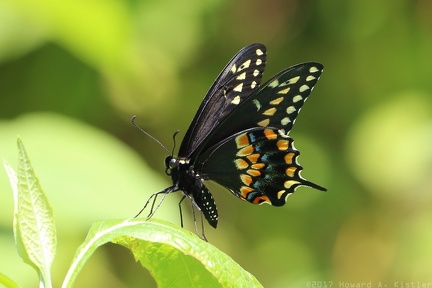 Eastern Black Swallowtail